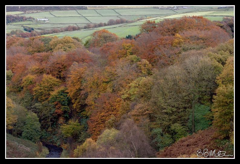 Trees in Autumn: Photograph by Steve Milner